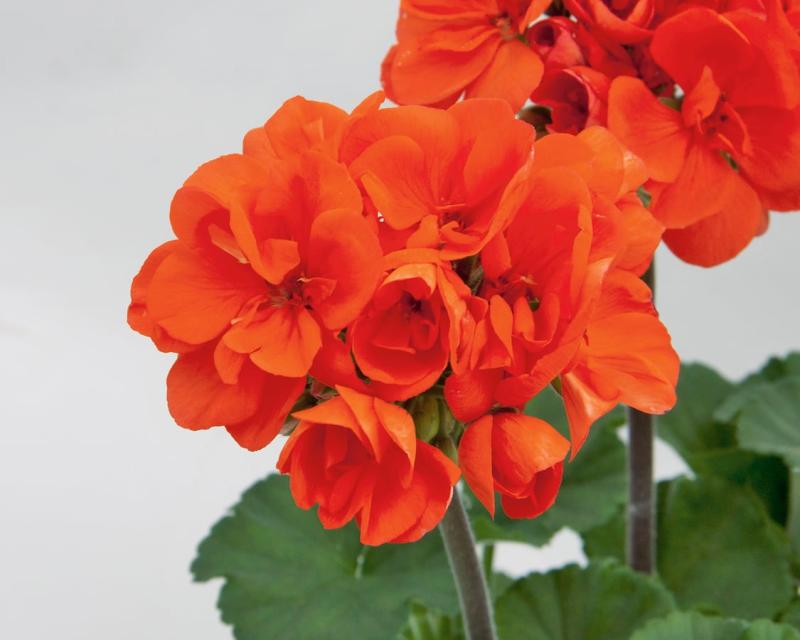 Pelargonium zonale Moonlight Guido (5093)